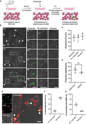 Live-cell imaging reveals single-cell and population-level infection strategies of Listeria monocytogenes in macrophages